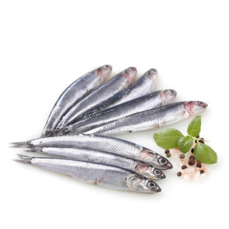 ANCHOVA FRESCA